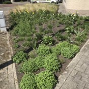 Showtuin Aartselaar overzicht voorjaar 2020 Showtuin rreac04 Publiek Aartselaar overzicht voorjaar 2020